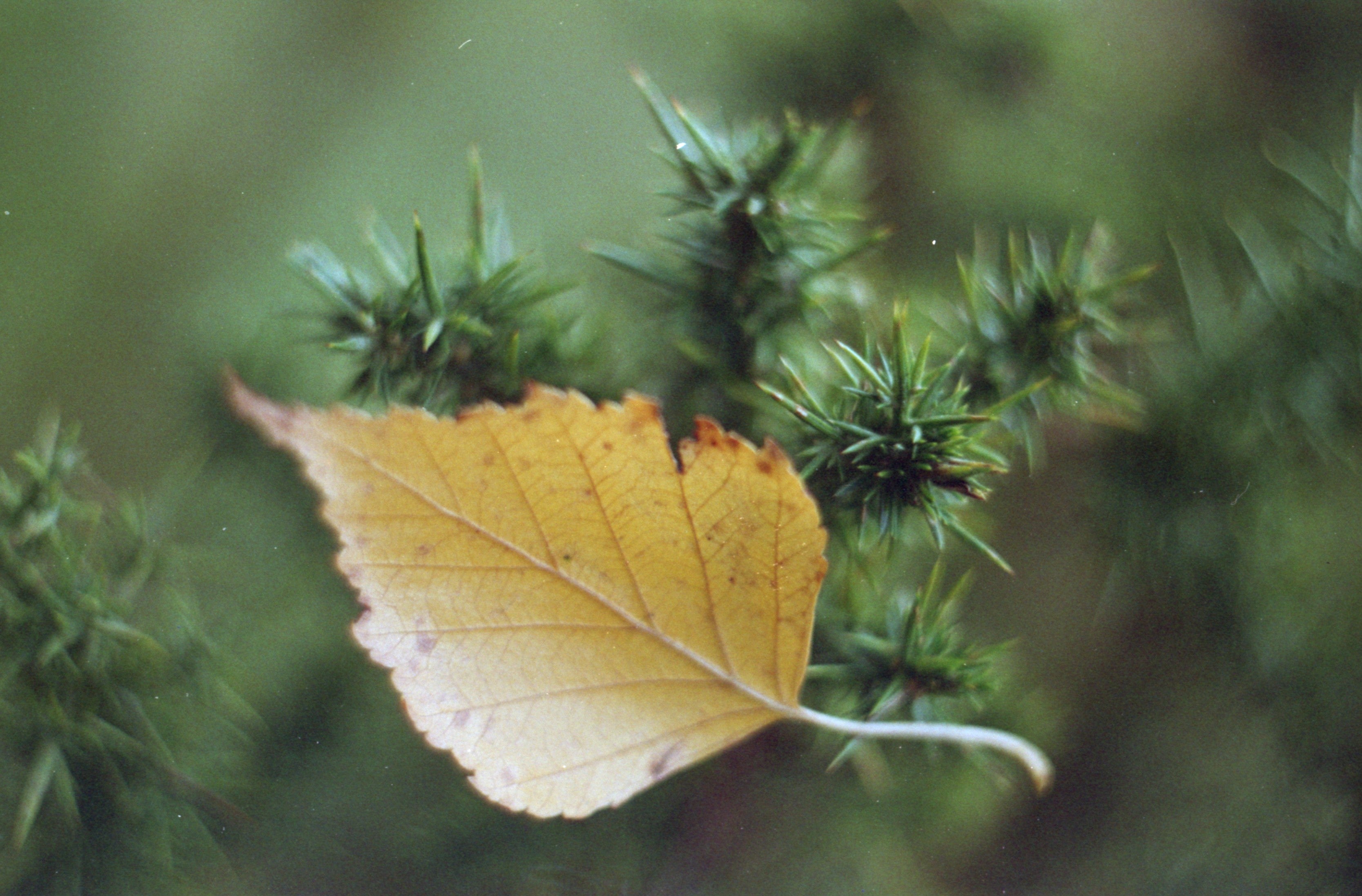 How to shoot expired film.