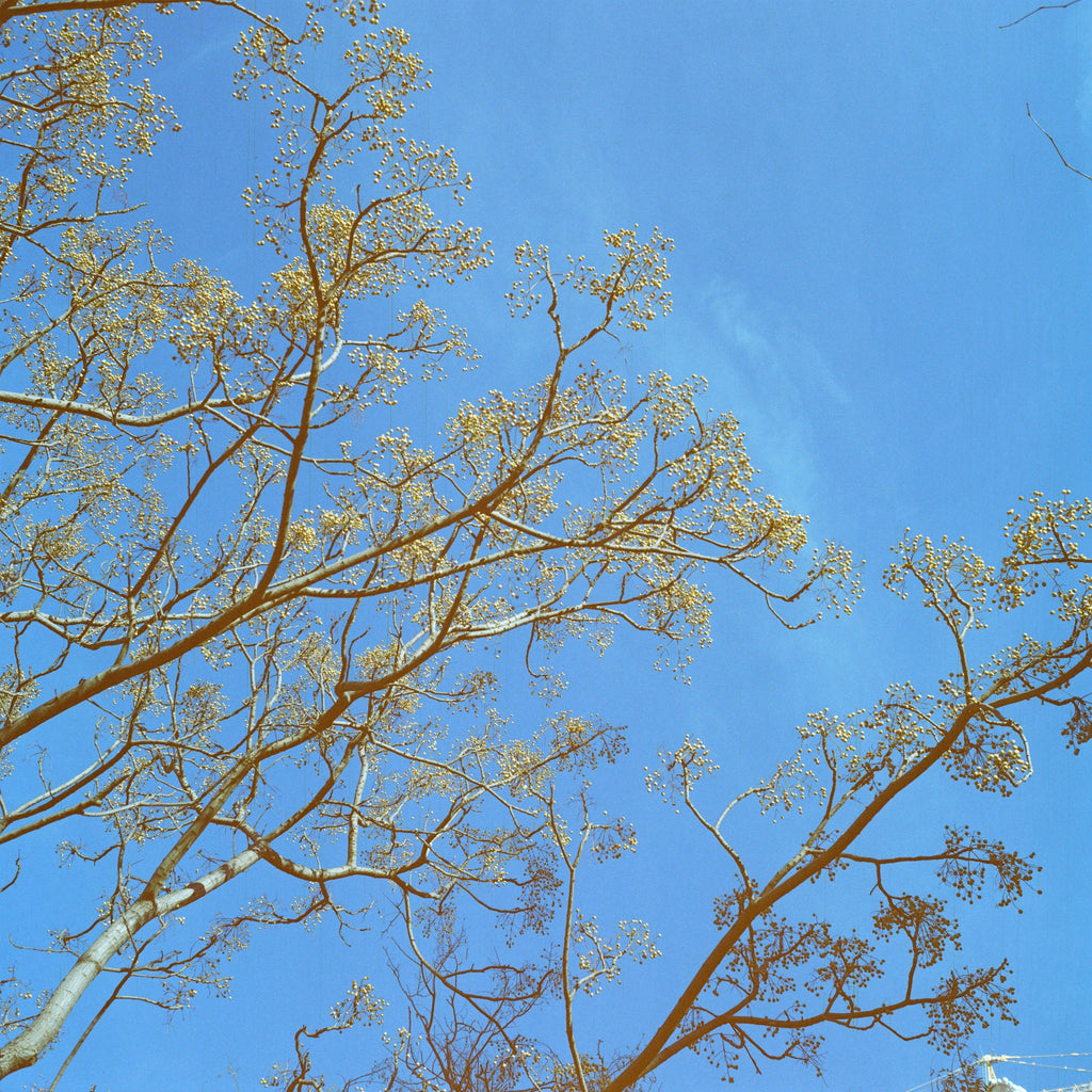 Dubblefilm Pacific 200 120 format
